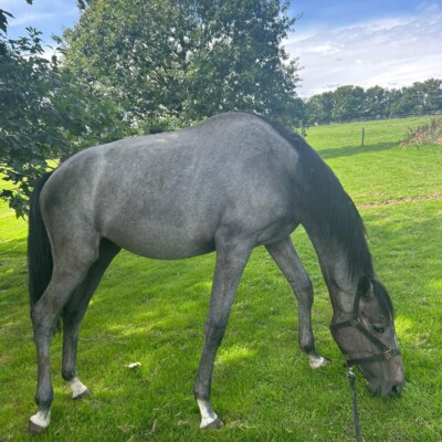 Ce parcours rappelle notre conviction : chaque cheval est une histoire singulière, et chaque rétablissement mérite un accompagnement personnalisé et pluridisciplinaire. Ce parcours rappelle notre conviction : chaque cheval est une histoire singulière, et chaque rétablissement mérite un accompagnement personnalisé et pluridisciplinaire.